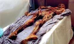 Ötzit, a híres gleccsermúmiát megölték
