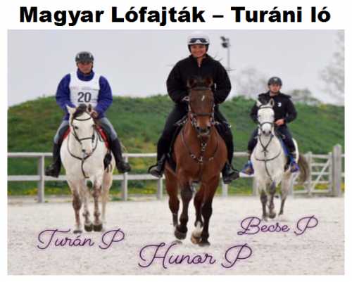 Sikeres Turáni lovak: Turán P, Hunor P, Becse P
