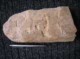 Kukac rágta kő fosszília - kövület fából