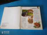 Kép-tár - Állatok Émilie Beaumont  1500ft óbuda