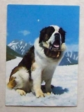 Bernáthegyi kutya svájci postatiszta képeslap 