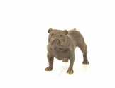 bronz szobor angol buldog SL-95